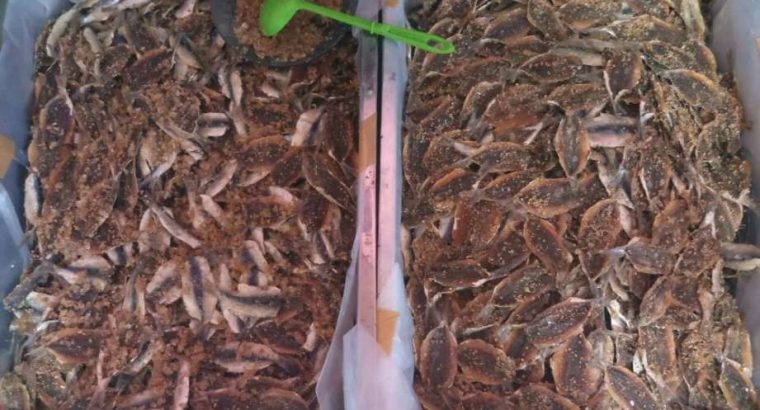 Ikan asin kere ikan dendeng 1 kg harga 32000