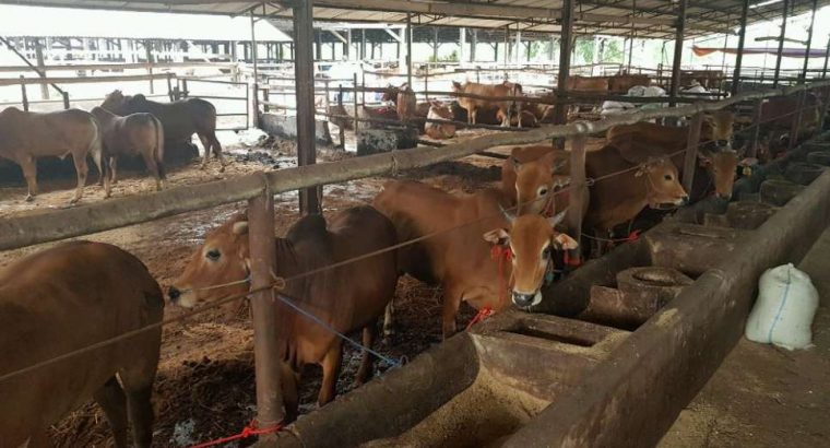 Jual Sapi, Kambing, Domba Qurban MURAH