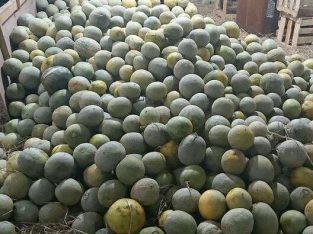 Buah melon murah langsung panen dari kebun