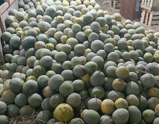 Buah melon murah langsung panen dari kebun