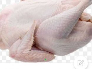 menjual ayam prozen terlengkap