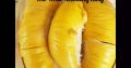 The Real MusangKing Durian