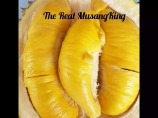 The Real MusangKing Durian