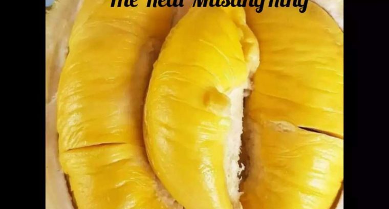 The Real MusangKing Durian