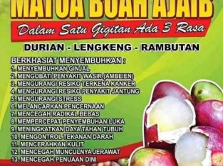 Buah Matoa Asli PAPUA