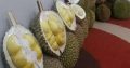 Durian premium matang pohon