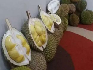 Durian premium matang pohon