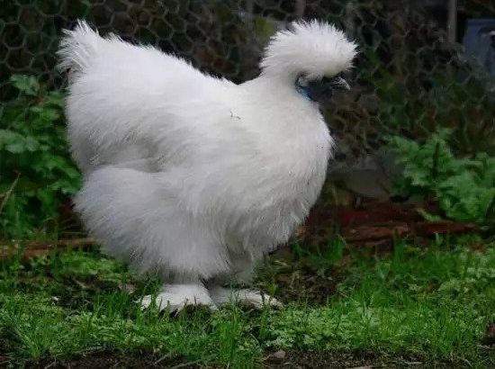 Ayam Silkie/ Daging Kulit Tulang Hitam