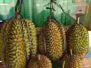 Jual duren Petruk super besar