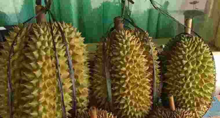 Jual duren Petruk super besar