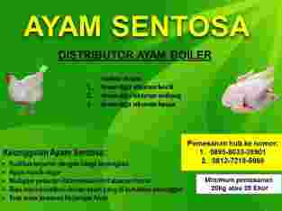 Distributor Ayam Boiler