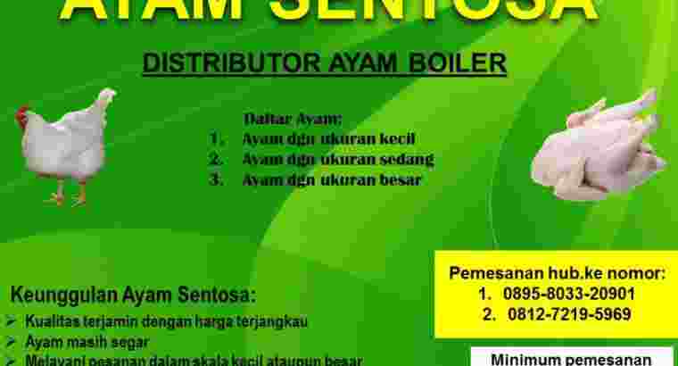 Distributor Ayam Boiler