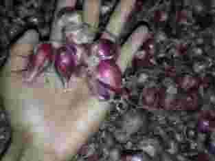 Bawang merah brebes grade B per karung 50kg