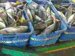 Supplier Ikan Asin / Ikan Fresh / Ikan Giling