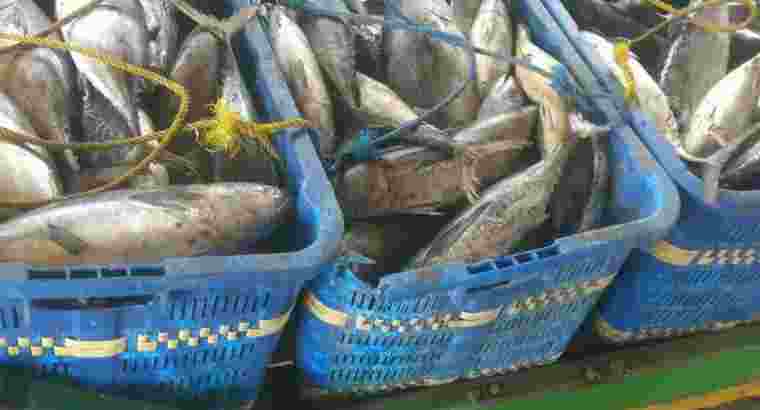 Supplier Ikan Asin / Ikan Fresh / Ikan Giling