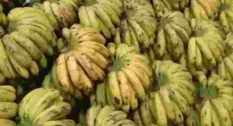 Distributor Pisang Barangan Asli Medan