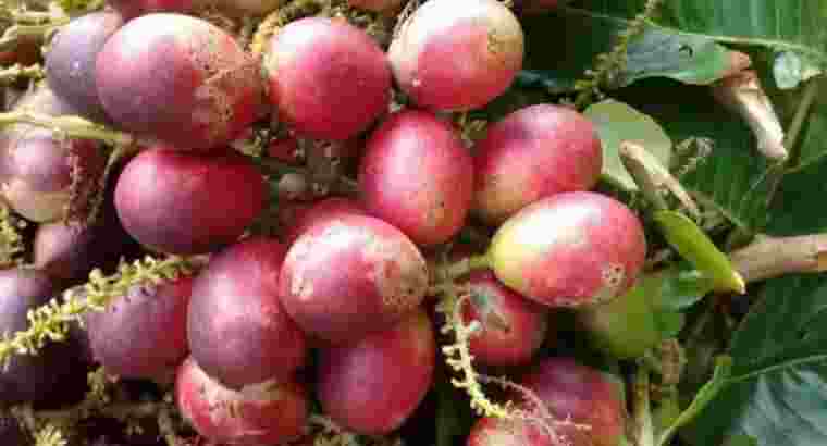 Supplier Buah Matoa