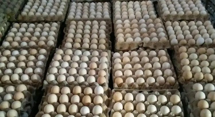 DISTRIBUTOR Telur ayam kampung omega 3 bergizi