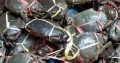 Agen distributor kepiting segar harga murah