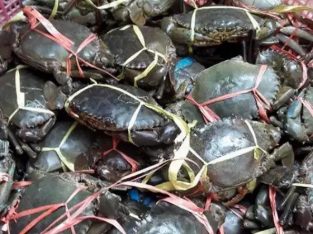 Agen distributor kepiting segar harga murah