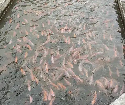 Agen Ikan nila merah subang