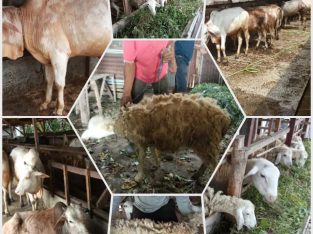 Dijual Hewan Qurban / Aqiqah Siap Antar