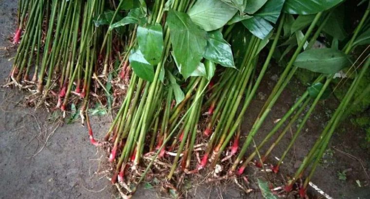 Agen Jual Bibit Jahe Merah Murah