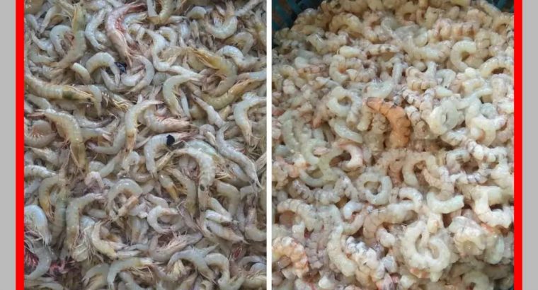 Agen udang kupas asli Nelayan Palembang