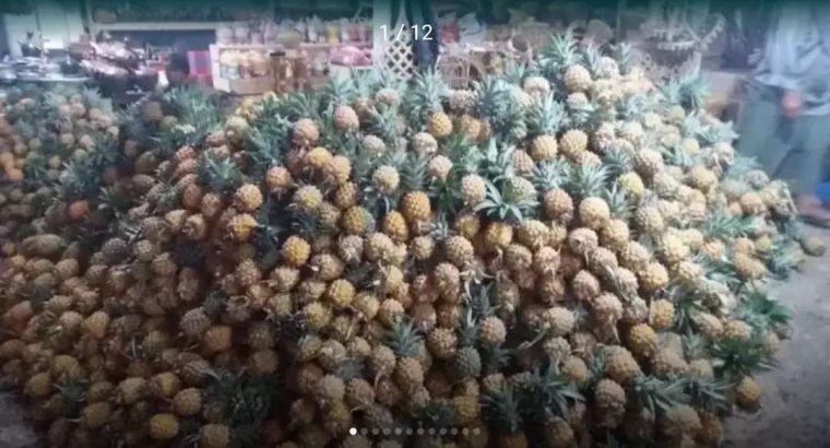 Grosir Agen nanas madu pemalang asli