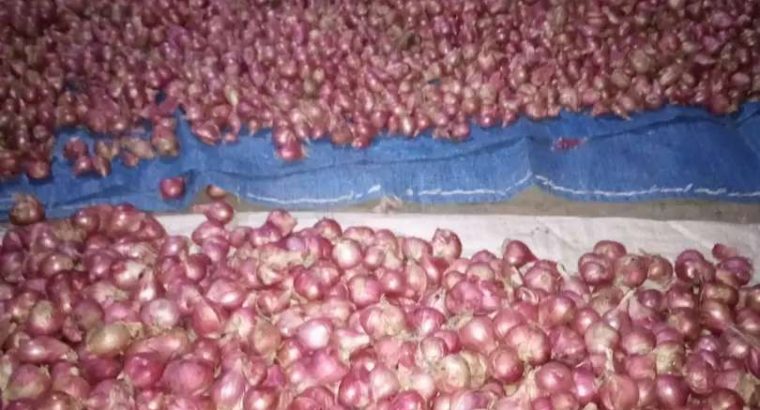 Jual Bawang Merah Murah – BRAMBANG WATES SRIKAYANG