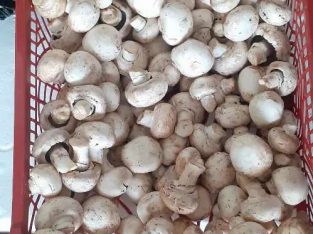 Jual Jamur Kancing Fresh Langsung Dari Petani