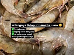 JUAL UDANG VANAME FRESH