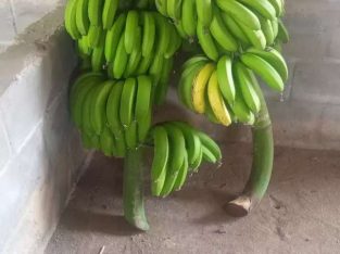 Jual Pisang Cavendish