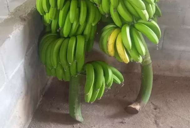 Jual Pisang Cavendish