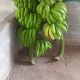 Jual Pisang Cavendish