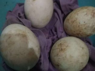 Jual Telur Angsa Calang Tembuhuk