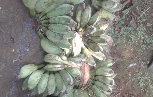 Jual pisang nangka, pisang koyut, pisang Ambon