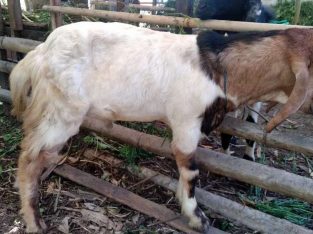 Jual Kambing Qurban Cak Dwix Denpasar