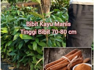 Jual Bibit Kayu Manis TInggi 70-80 cm