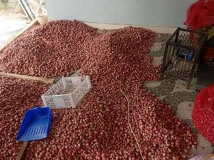 Jual bawang merah murah