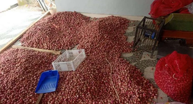 Jual bawang merah murah