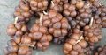 JUAL SALAK GULA PASIR