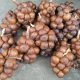 JUAL SALAK GULA PASIR