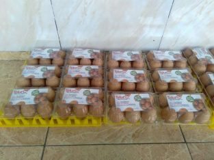 AGEN JUAL TELUR OMEGA 3