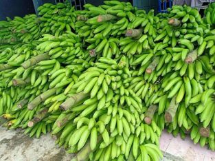 Jual ecer grosir pisang cau nangka tanduk ambon