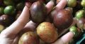 JUAL MATOA, SALAK, MANGGA