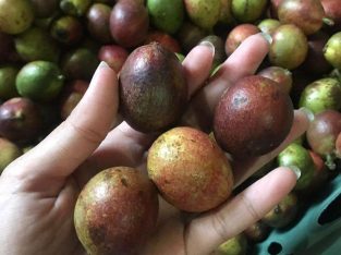 JUAL MATOA, SALAK, MANGGA