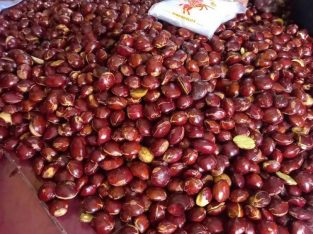 Jual Jengkol Tua harga agen