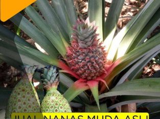 Jual Nanas Muda Asli