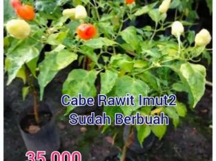 Bibit Cabe Rawit